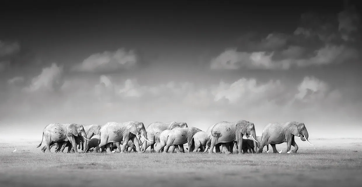 Elegant Elephant Herd