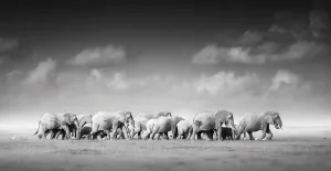 Elegant Elephant Herd