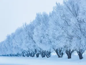 Elegant Winter Trees 5